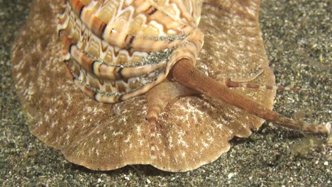 un gran caracol marino llamado arpa articulada se mueve sobre el fondo marino arenoso durante la noche