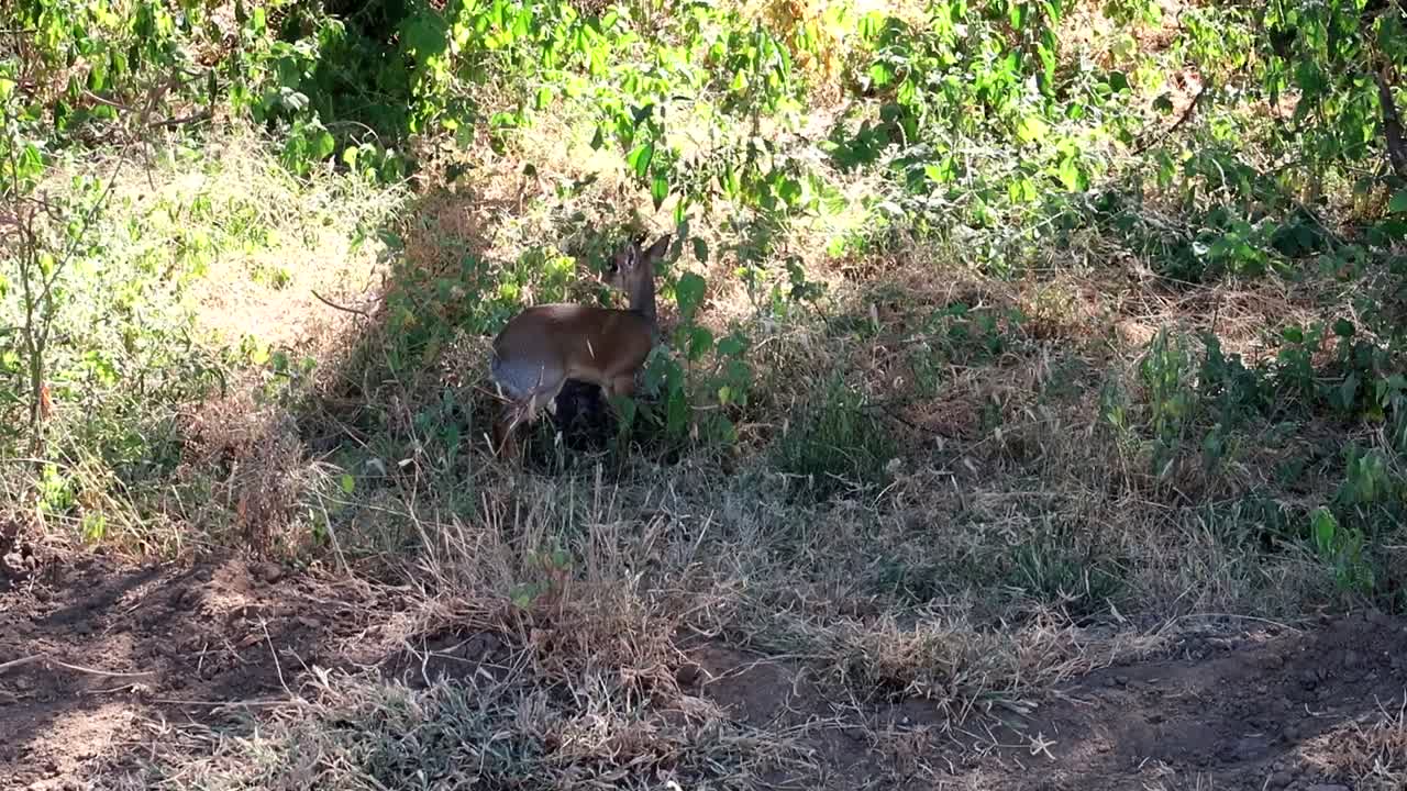 Ripresa ravvicinata con gimbal di un'antilope Dik Dik che pascola all'aperto, Tanzania.