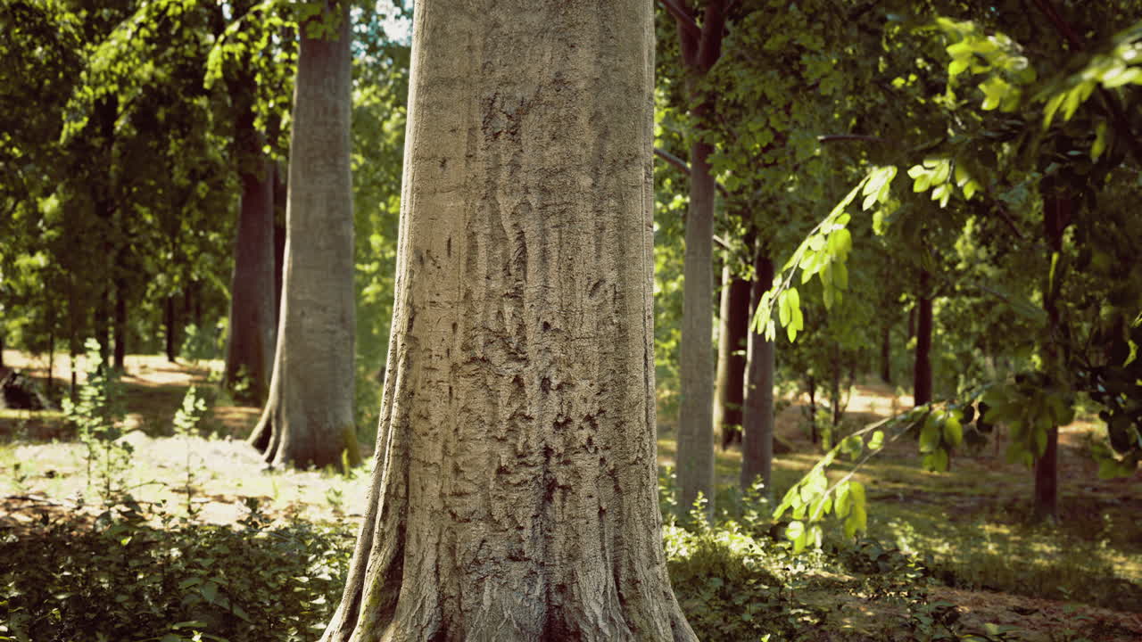 Tall tree standing in a lush green forest during bright daylight hours