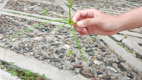 close up of hand holding a sprig of grass