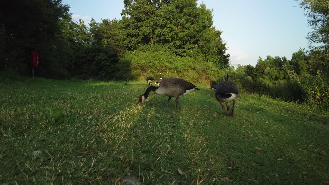 Geese pecking at grass by a lake during sunset, close shot