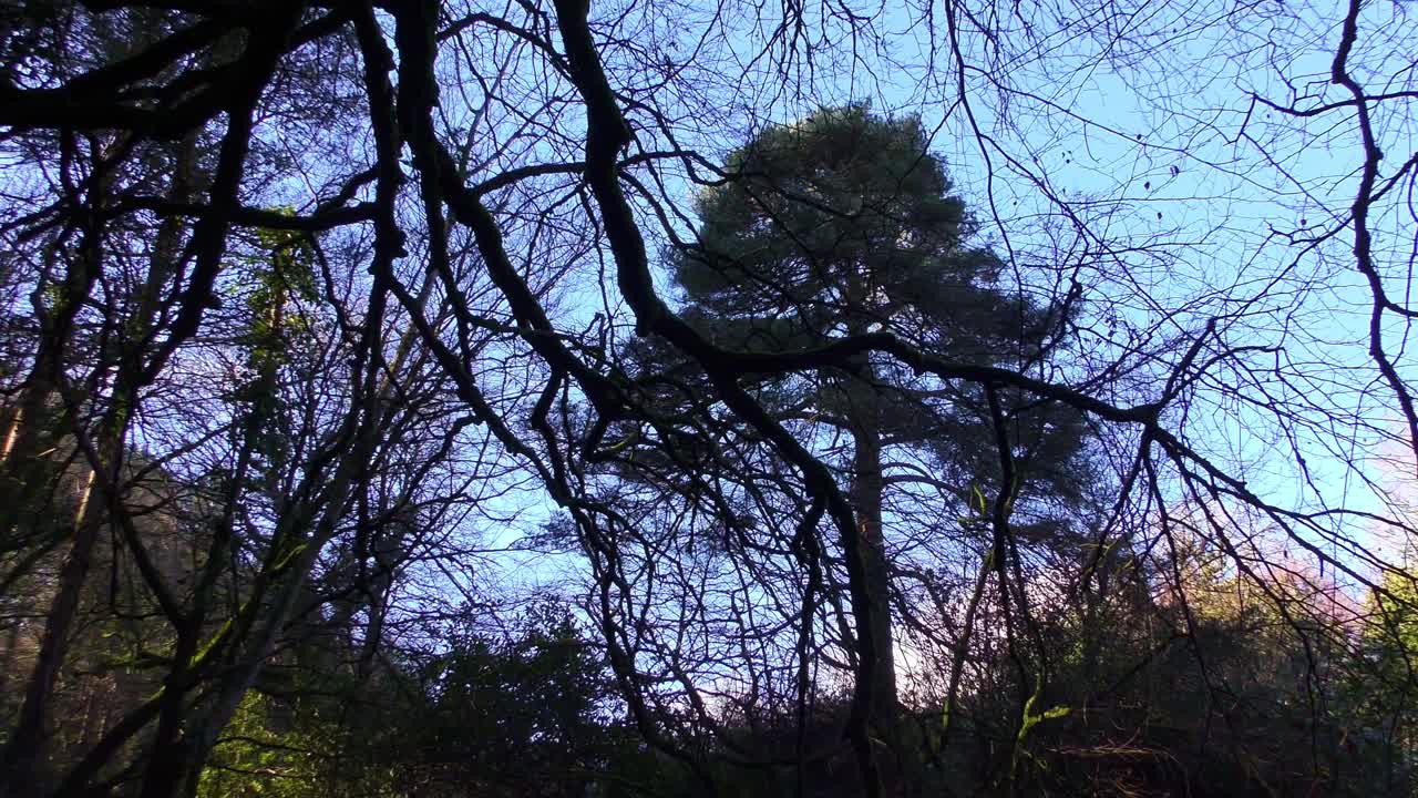 Rami di alberi antichi e cieli blu di una foresta irlandese in un giorno d'inverno
