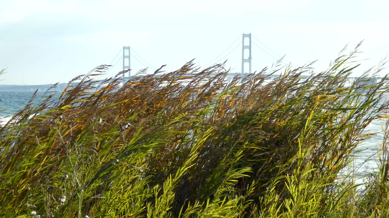 Tall grasses dance in the wind with expansive bridge in background.