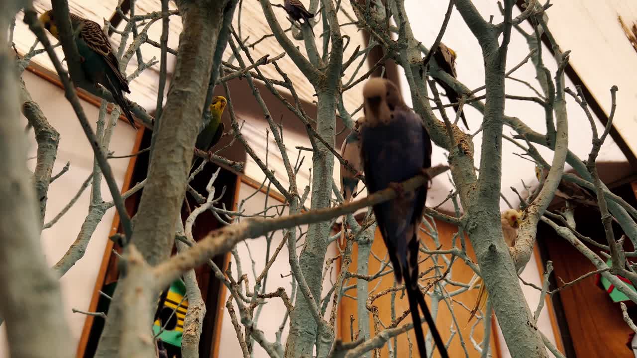 A collection of vibrantly plumaged parakeets rest and interact amongst the slender, whitewashed branches of a decorative indoor tree, creating a captivating aviary-like environment.