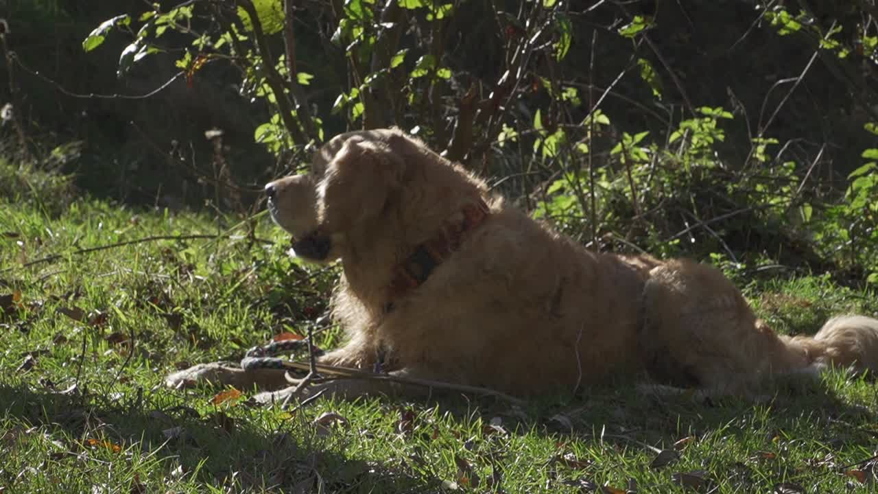 개는 나무 막대기와 함께 그늘에 행복합니다. 놀이롭게 는 다음 서 있습니다.