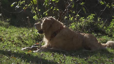 Glücklicher-Hund-Im-Schatten-Mit-Stock-Bellt-Spielerisch-Und-Steht-Dann-Auf