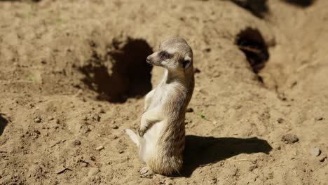 sitting meerkat staring at a distance and walking away into their tunnel