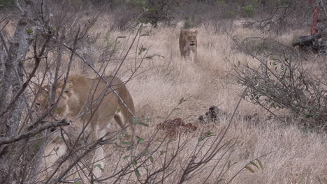 leonas caminan por la hierba en la sabana de un parque de caza en sudáfrica
