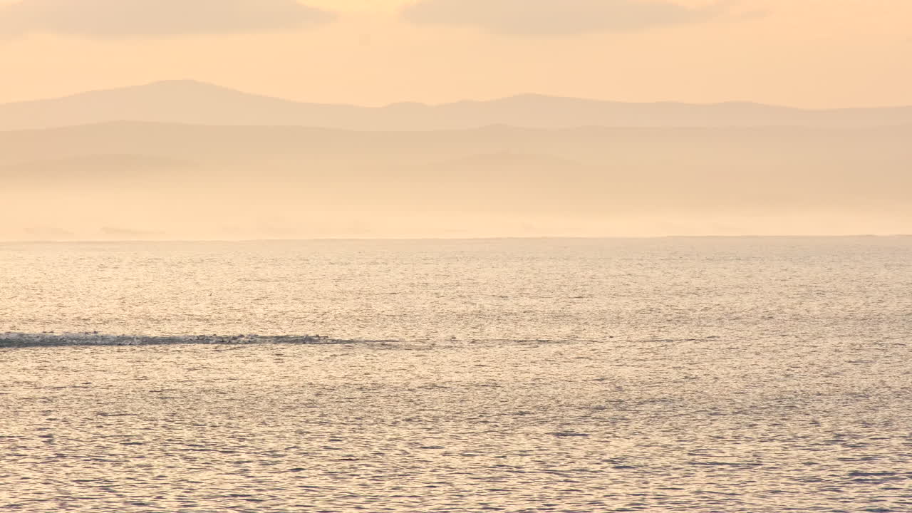 Sunrise view in golden light of pod of dolphins swimming along ocean surface