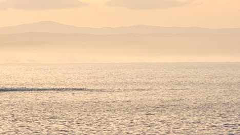sunrise view in golden light of pod of dolphins swimming along ocean surface