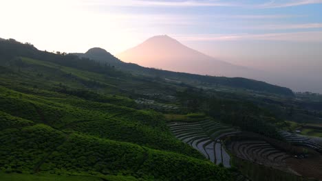 aerial view of tea plantation on the mountain slope with sunrise sky and sumbing mountain on the background