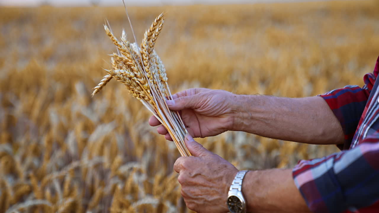 A bunch of beautiful full ripe ears of wheat in old male hands. Farmer holding the spikelets picked in the field.