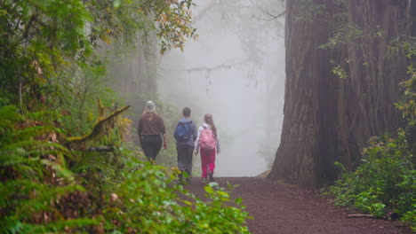 walking among redwoods adventurous family day in the forest