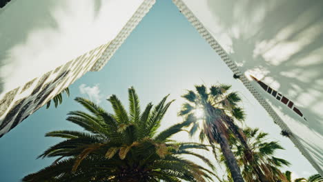 palm trees and white walls courtyard