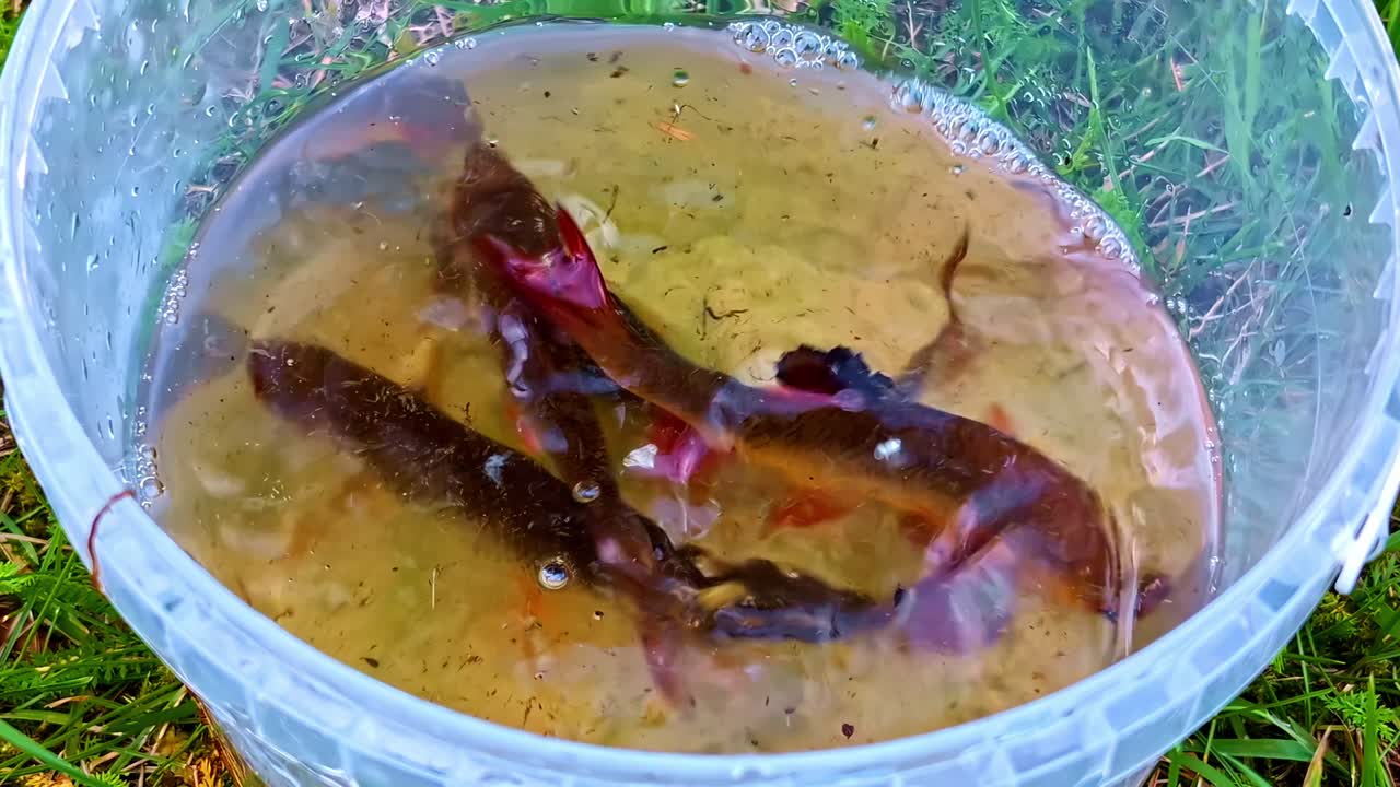Freshly caught fish swimming inside transparent bucket filled with clear water