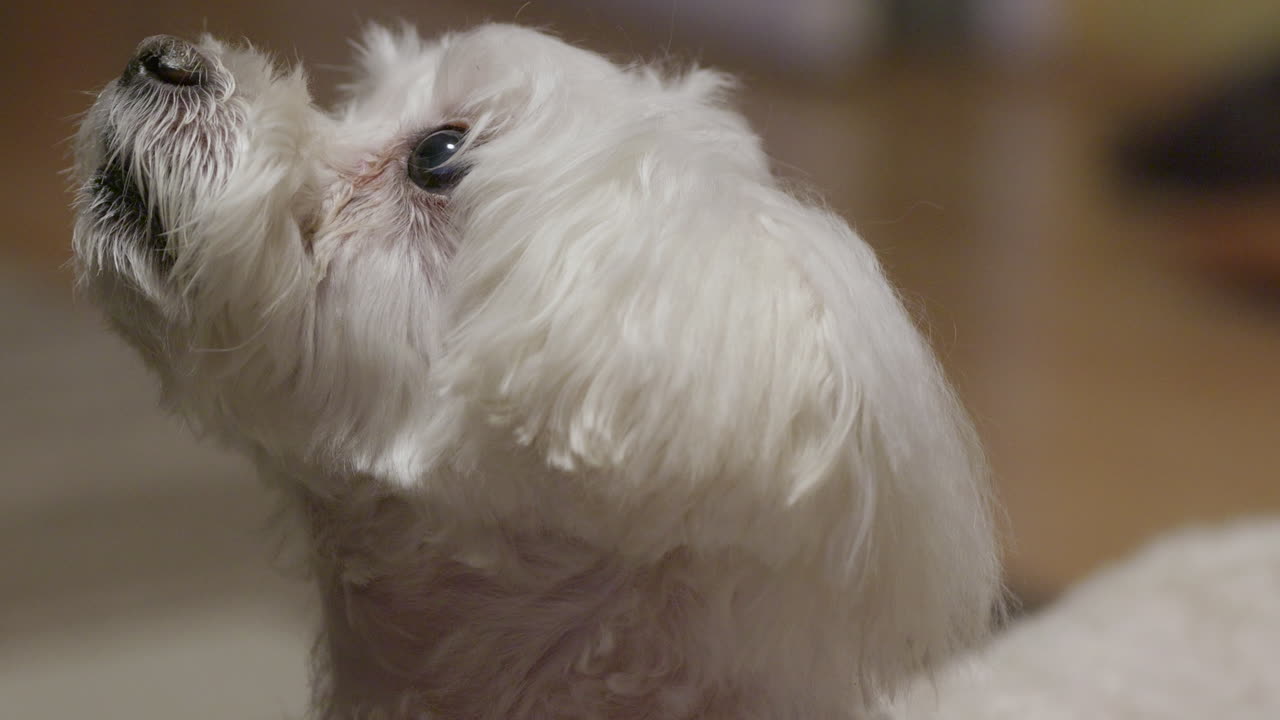 Small white dog looking up with affectionate expression