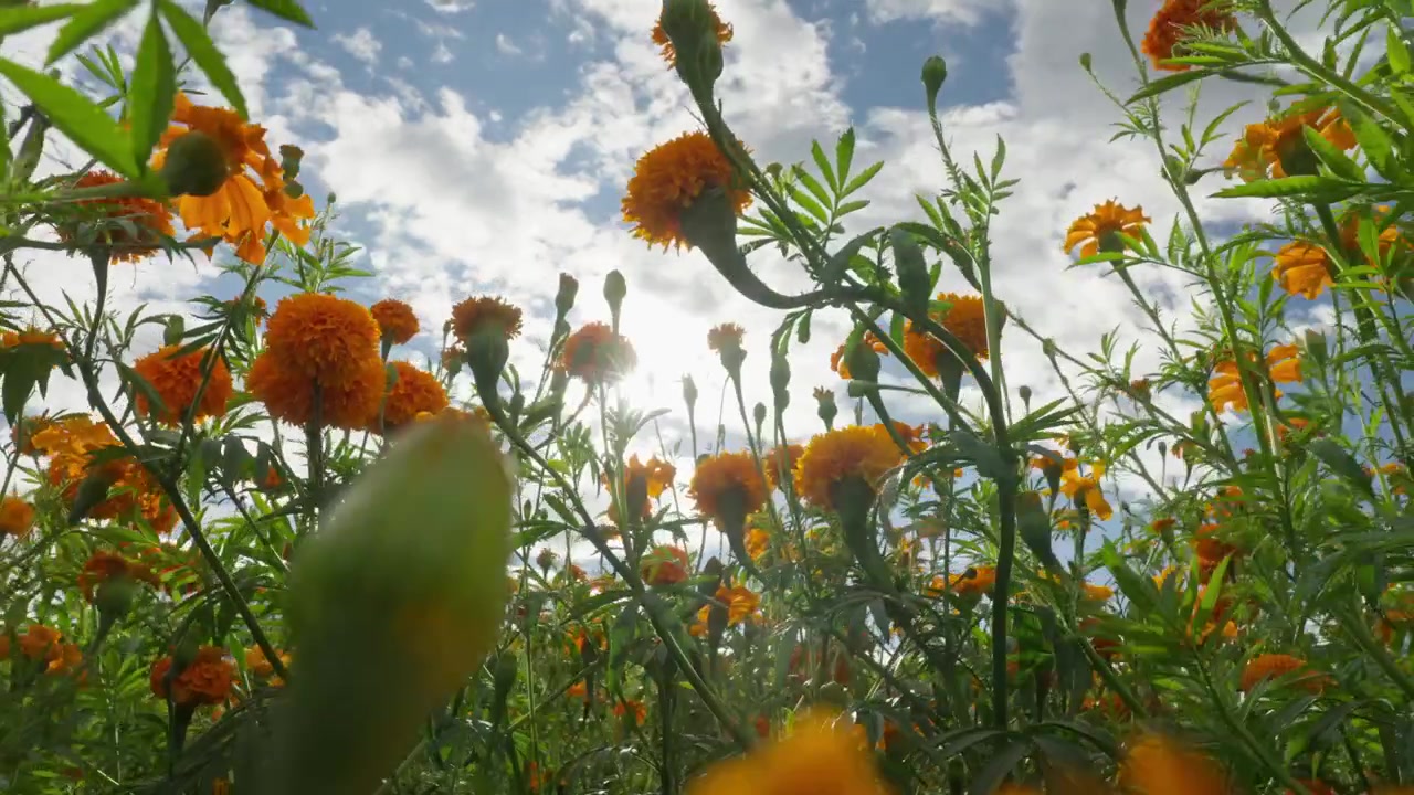 Campo di cempasúchil, inquadratura fissa in una giornata di sole in Michoacán durante il Giorno dei Morti.