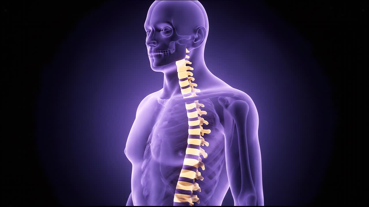 3D Human Spine and Anatomical Model Rotation
