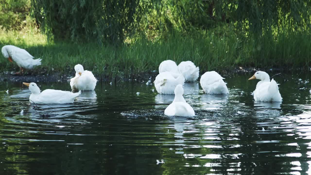 Ducks swimming in a serene lake