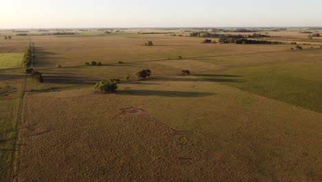 cows-in-field,-grazing-on-grass-and-pasture-in-Argentina,-on-a-farming-ranch