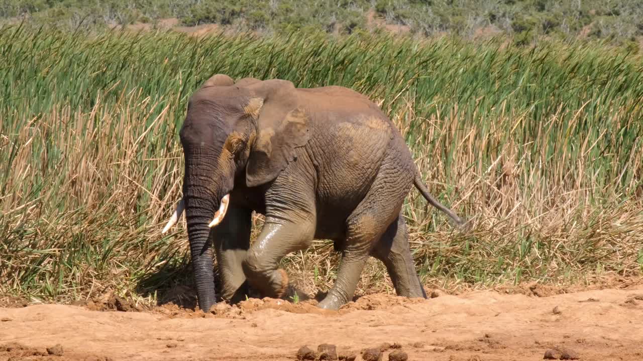 elefantes africanos en un pozo de agua