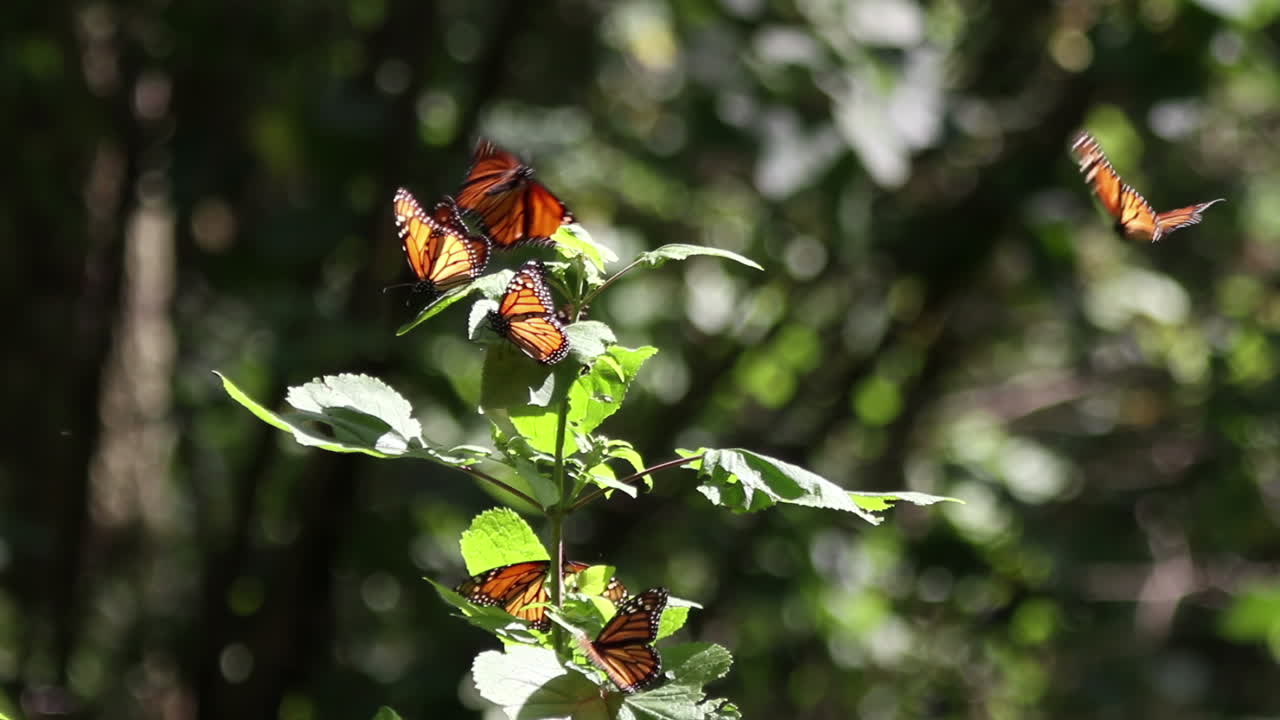 las mariposas monarca en el santuario natural de méxico