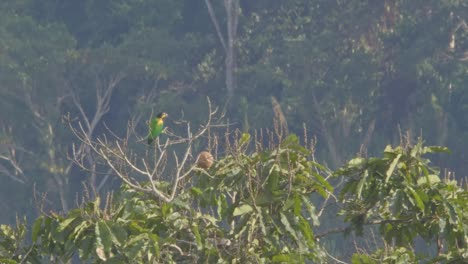 Loro-De-Mejillas-Naranjas-Se-Posa-En-Una-Rama-En-La-Reserva-De-Tambopata