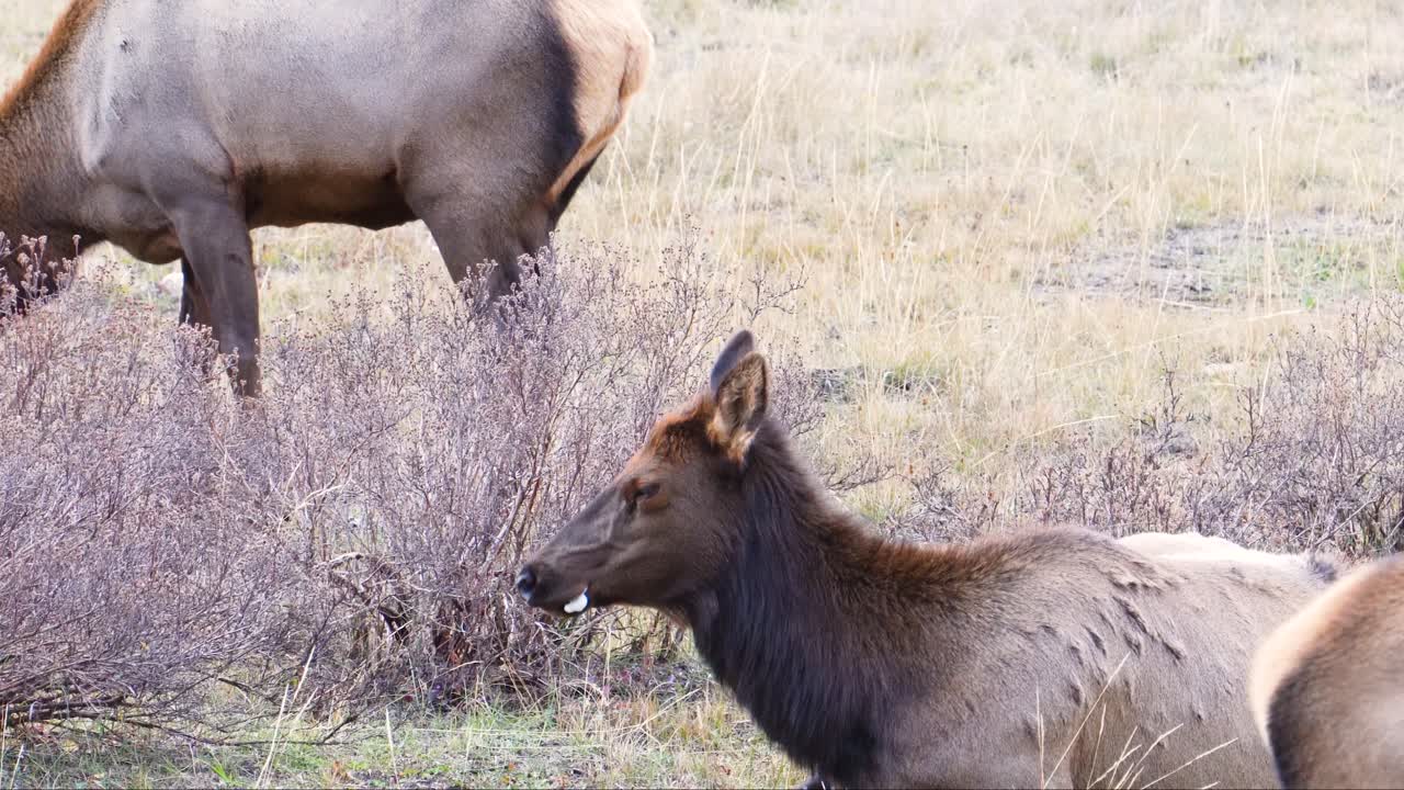미국 콜로라도 록키 마운틴 국립공원의 초원에서 풀을 뜯고 있는 졸린 눈을 감고 있는 엘크