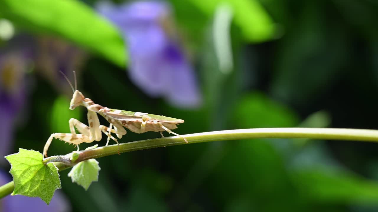 mirando hacia la izquierda mientras está posado en una vid bajo el sol de la mañana cuando de repente se mueve hacia la izquierda, mantis flor enjoyada, creobroter gemmatus, tailandia