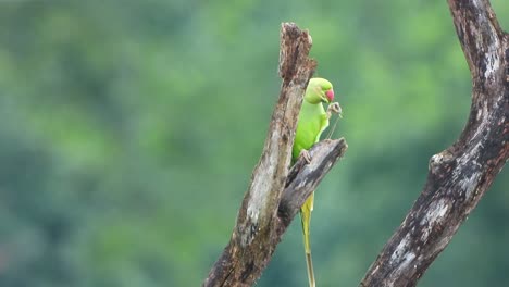 Parrot-eating-red-rice-UHD-MP4-4k-