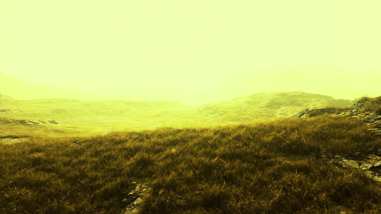 Exploring the vibrant yellow landscape in a misty afternoon glow