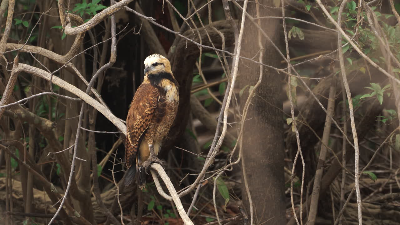 Black Collard Hawk on a branch hunting