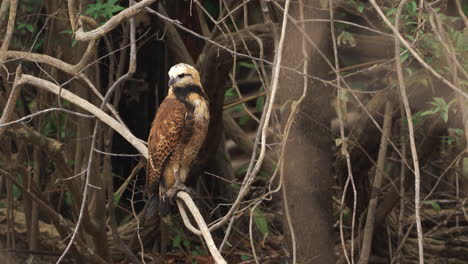 black collard hawk on a branch hunting