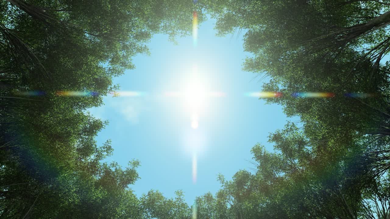 신선 한 초록 숲 의 나무 의 원 스 비디오