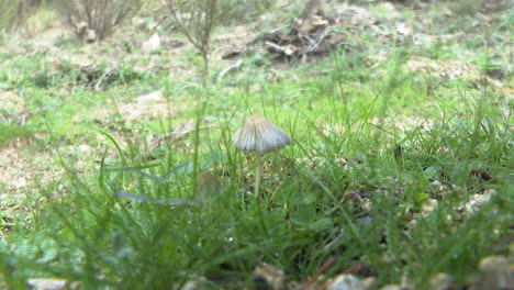 small mushroom in grass