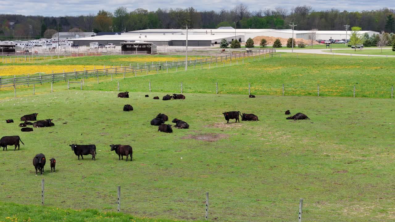 Black cattle grazing in green pasture at UF Animal Science center in Ohio, USA
