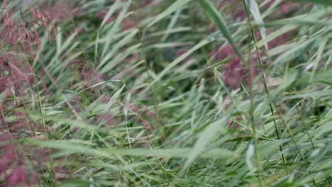 green reeds vegetation bending in wind breeze in lielupe riverbank, close up