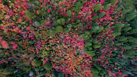 asombrosos colores otoñales del bosque del valle de la montaña durante el otoño, vista aérea de arriba hacia abajo