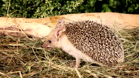 african hedgehog in the grass