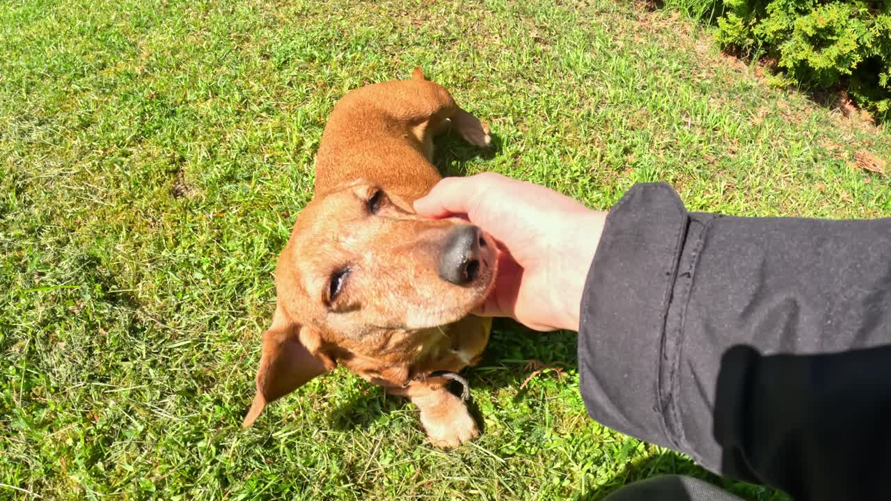 Person's Hand Cradling Face Of Dachshund Dog Standing On Green Grass On Sunny Day. overhead shot