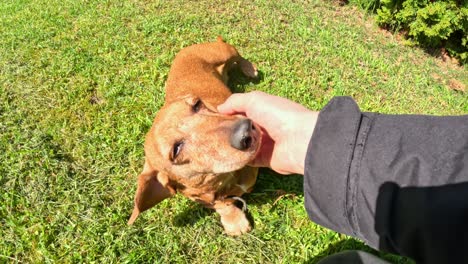 person's hand cradling face of dachshund dog standing on green grass on sunny day. overhead shot