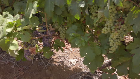 uvas que crecen en una vid en el viñedo de vino listas para la cosecha