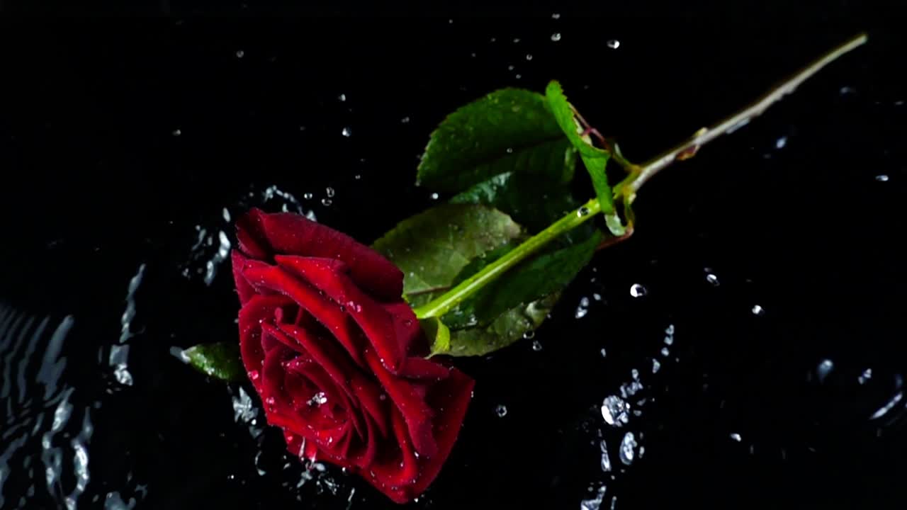 La rosa che cade su uno sfondo nero. Movimento lento.