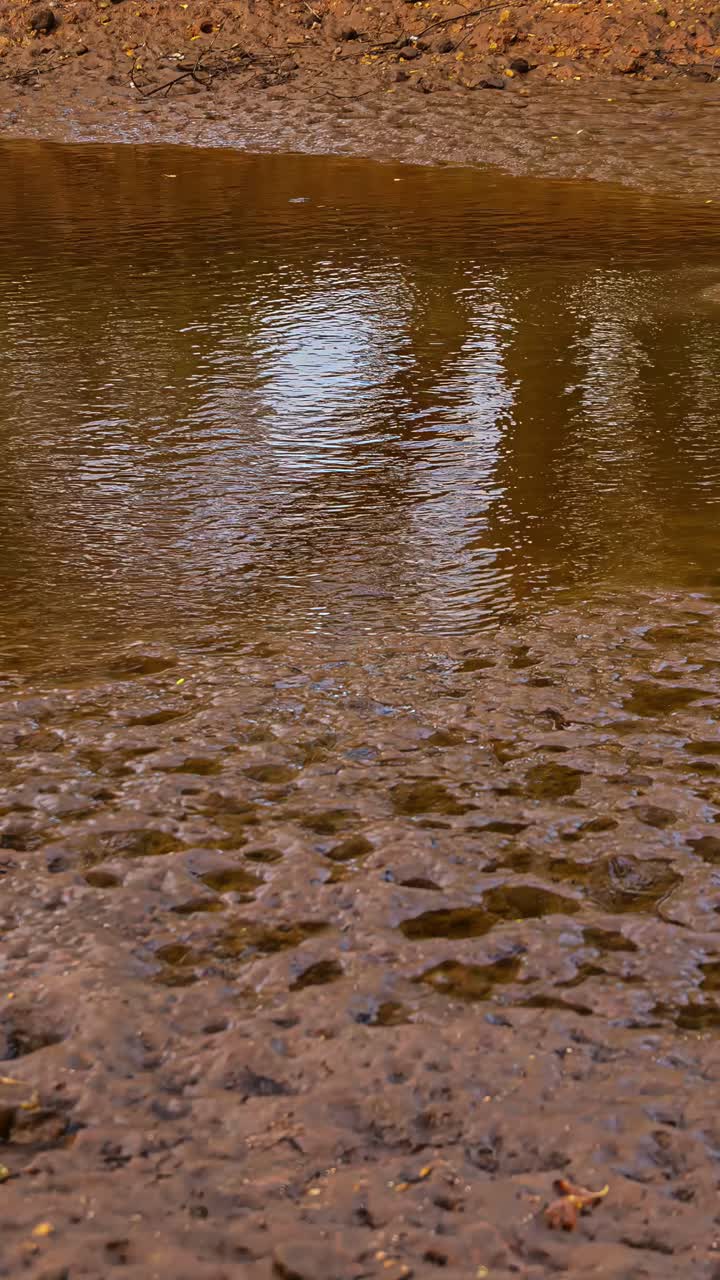 Reflections Over Mudflats At Sunset. Timelapse