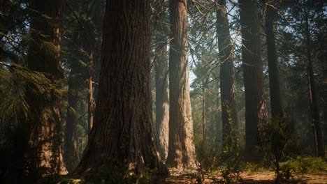 sunset on the giant forest, sequoia national park, california