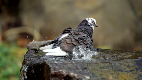 Paloma-En-Una-Fuente-De-Agua