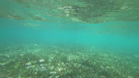 static view of the seagrass and the ocean floor in the mexican beach of tulum