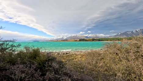 wide panning shot reveals turquoise lake tekapo, thorny shrubs, and distant snow-capped mountains under dramatic clouds in natural daylight