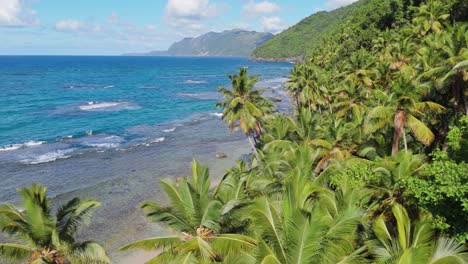 drone hacia adelante sobre palmeras estableciendo panorama de la costa en el caribe