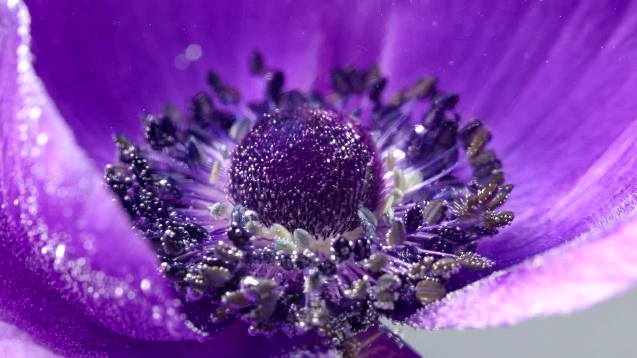 primer plano de una flor de anémona púrpura